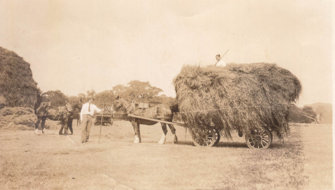 Picture Making Hay at Longhoughton circa 1920s. Old fashioned Carts, Heavy Horses and farm workers