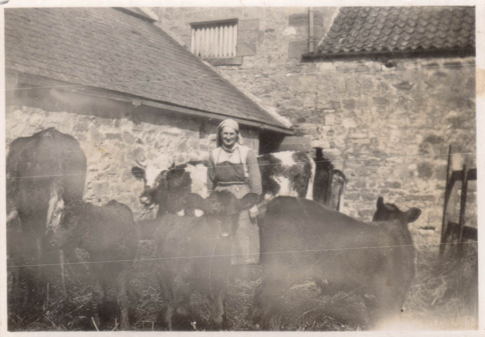 Picture Female Farm Worker with cows and calves at Longhoughton circa 1950s